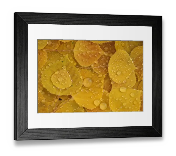 Framed Print : NA, Canada, Alberta, Jasper NP Fallen aspen leaf pattern Framed Print : NA, Canada, Alberta, Jasper NP Fallen aspen leaf pattern