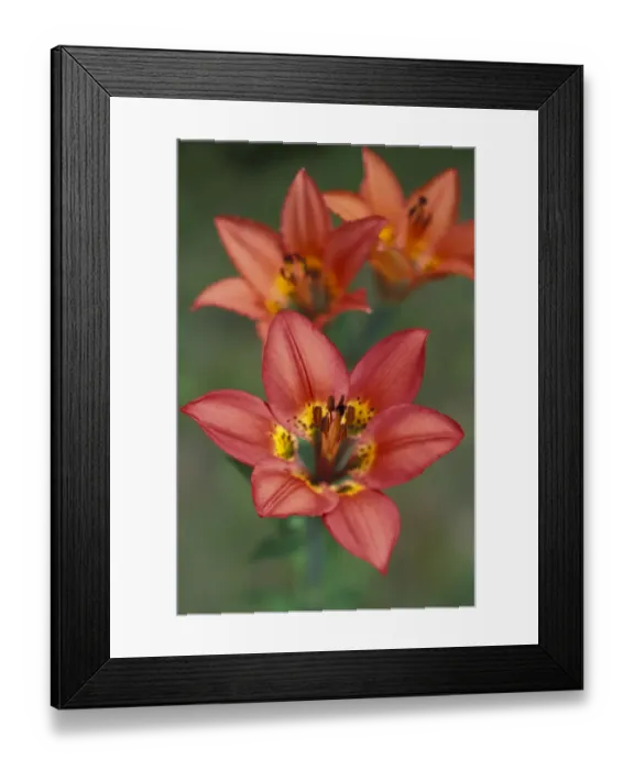 Framed Print : NA, Canada, Alberta, Waterton NP Western wood lily Framed Print : NA, Canada, Alberta, Waterton NP Western wood lily