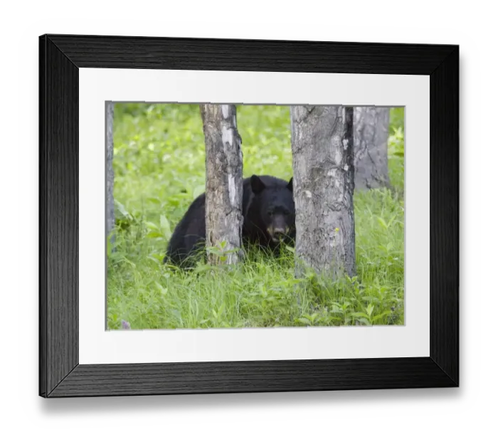 Framed Print : Black bear in Banff, Alberta, Canada Framed Print : Black bear in Banff, Alberta, Canada