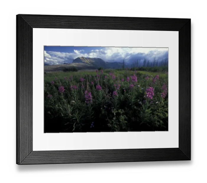 Framed Print : Canada, Alberta, Waterton Lakes National Park. A break in a summer rainstorm spreads Framed Print : Canada, Alberta, Waterton Lakes National Park. A break in a summer rainstorm spreads