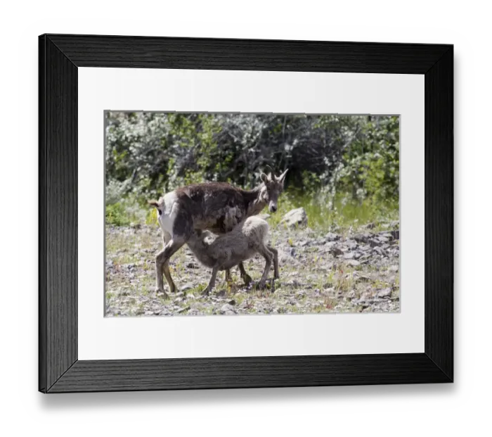 Framed Print : Mother and young bighorn sheep in Jasper National Park, Canada