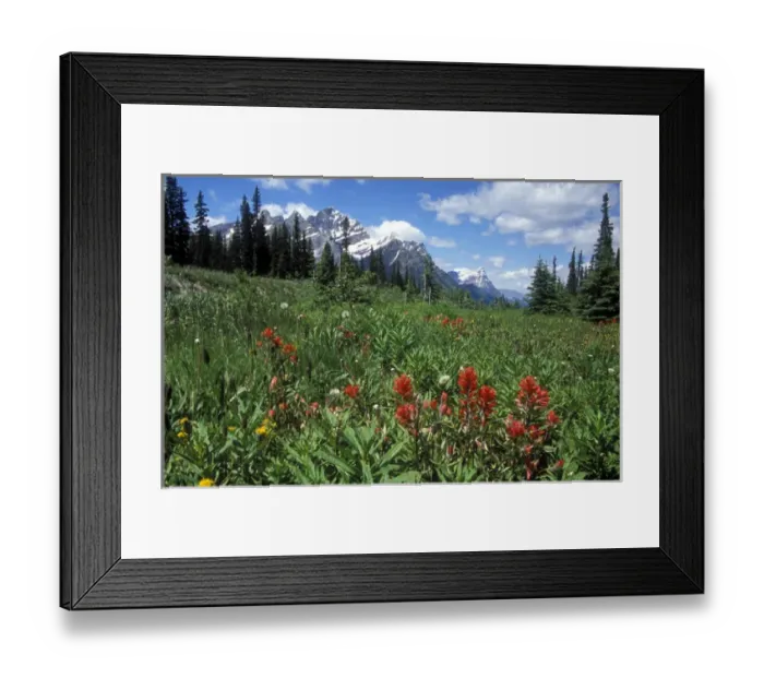 Framed Print : Indian Paintbrush in field near Peyto Lake in Banff National Park, Canada Framed Print : Indian Paintbrush in field near Peyto Lake in Banff National Park, Canada