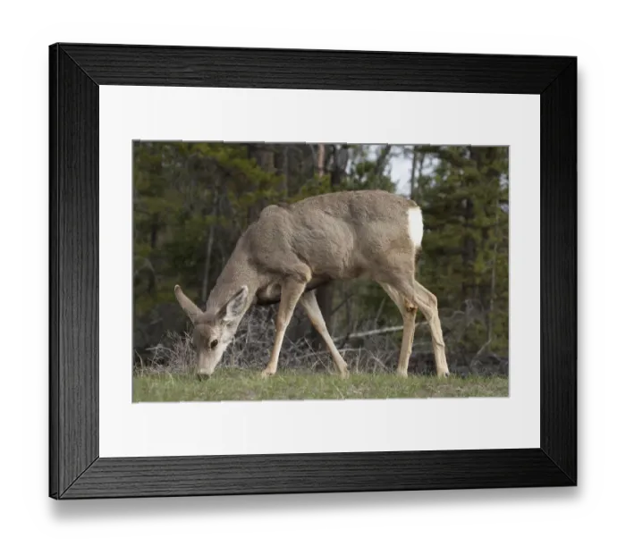 Framed Print : Mule Deer (Odocoileus hemionus), Jasper National Park, Alberta, Canada Framed Print : Mule Deer (Odocoileus hemionus), Jasper National Park, Alberta, Canada