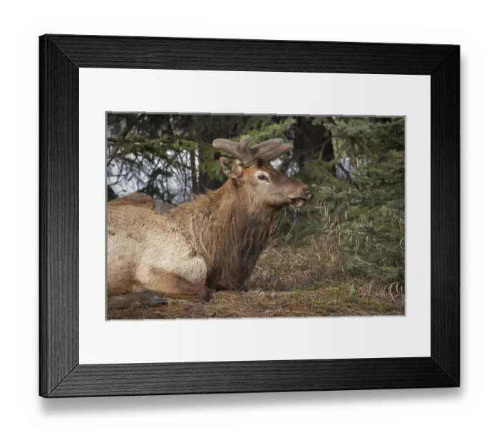 Framed Print : Elk (Cervus canadensis), Banff, Banff National Park, Alberta, Canada