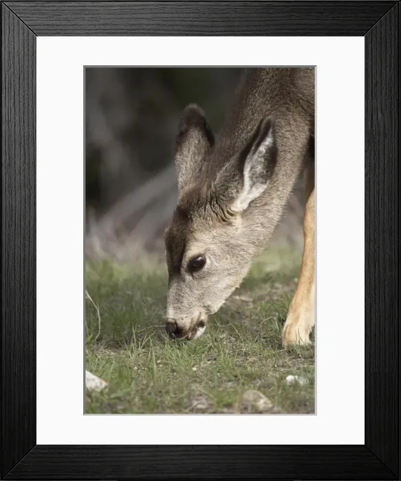 Framed Print : Mule Deer fawn (Odocoileus hemionus), Jasper National Park, Alberta, Canada