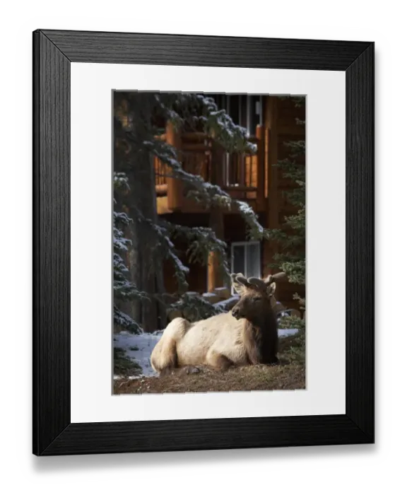 Framed Print : Elk (Cervus canadensis), Banff, Banff National Park, Alberta, Canada Framed Print : Elk (Cervus canadensis), Banff, Banff National Park, Alberta, Canada