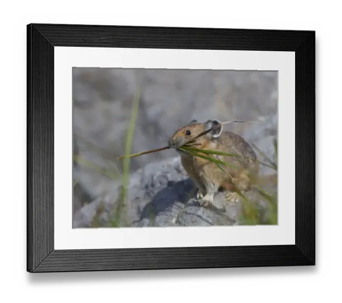 Framed Print : Canada, Alberta, Jasper National Park. Pika (Ochotona princeps) pauses while gathering Framed Print : Canada, Alberta, Jasper National Park. Pika (Ochotona princeps) pauses while gathering
