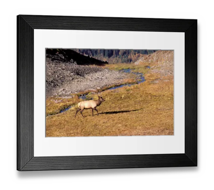 Framed Print : North America, Canada, Alberta, Mount Assiniboine Provincial Park. Elk (Cervux Elaphus) Framed Print : North America, Canada, Alberta, Mount Assiniboine Provincial Park. Elk (Cervux Elaphus)