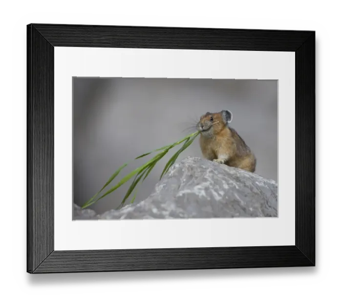 Framed Print : Canada, Alberta, Jasper National Park. Pika (Ochotona princeps) pauses while gathering Framed Print : Canada, Alberta, Jasper National Park. Pika (Ochotona princeps) pauses while gathering