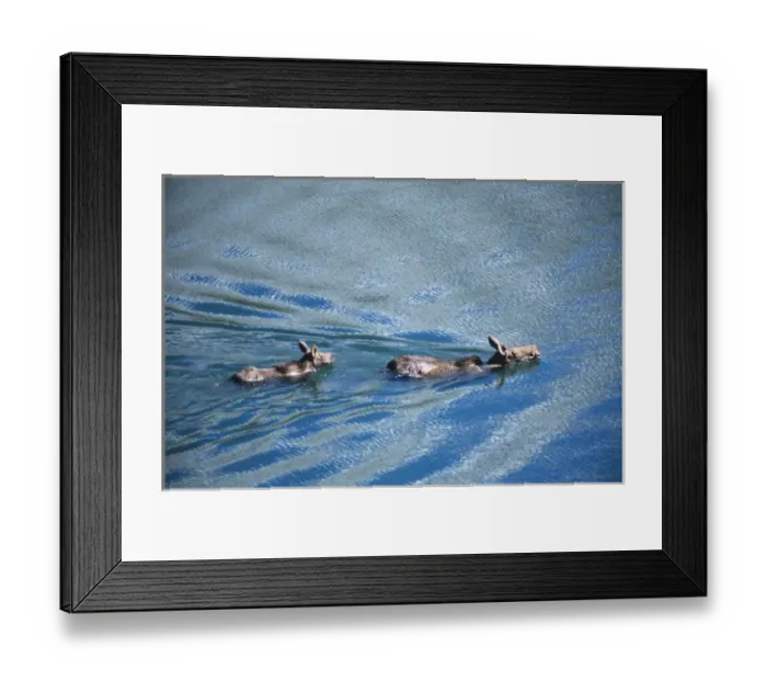 Framed Print : cow moose(Alces alces) and calf swimming across lake, , Jasper National Park, Alberta