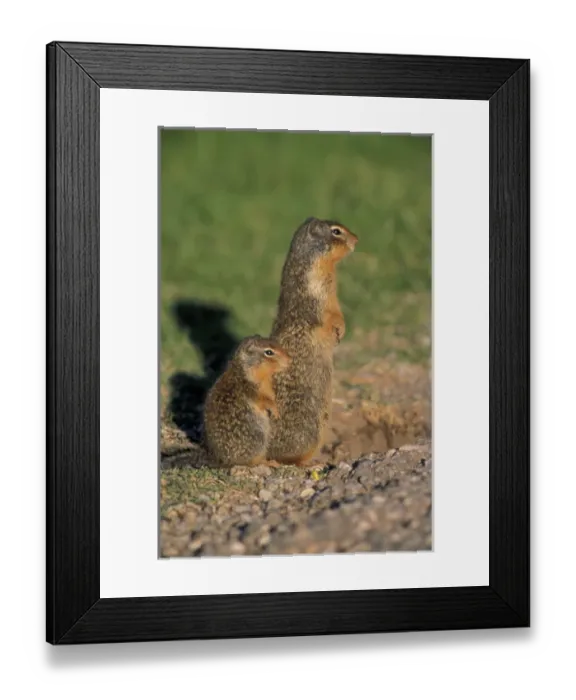 Framed Print : NA, Canada, Jasper NP Columbian ground squirrels; baby and mother watch for danger