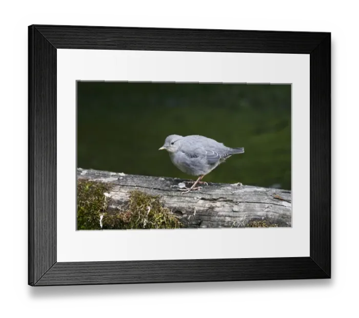 Framed Print : North America, Canada, Alberta, American Dipper (Cinclus mexicanus) on log in stream, June Framed Print : North America, Canada, Alberta, American Dipper (Cinclus mexicanus) on log in stream, June