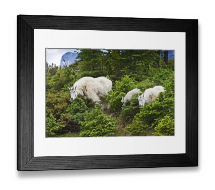 Framed Print : North America, Canada, Alberta, Jasper National Park, Mountain Goat (Oreamnos americanus) female