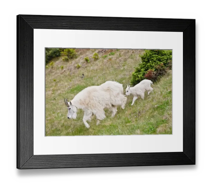 Framed Print : North America, Canada, Alberta, Jasper National Park, Mountain Goat (Oreamnos americaus) female
