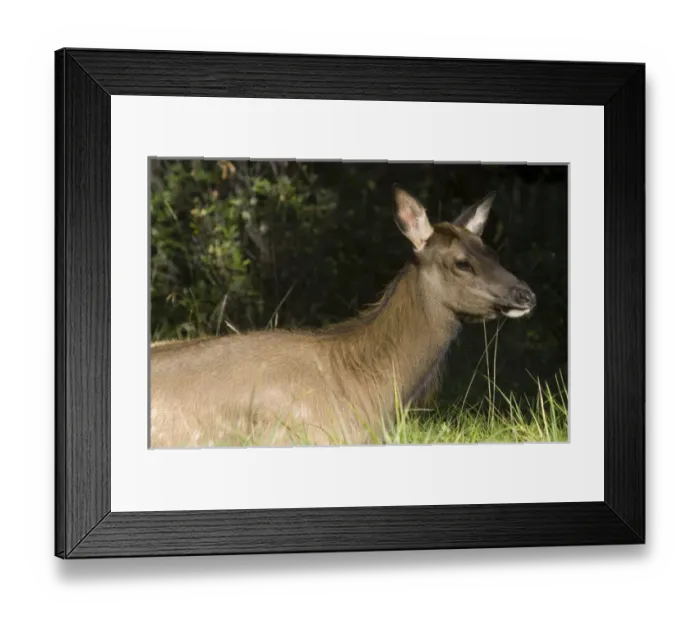 Framed Print : Elk in Jasper National Park Alberta Canada Framed Print : Elk in Jasper National Park Alberta Canada