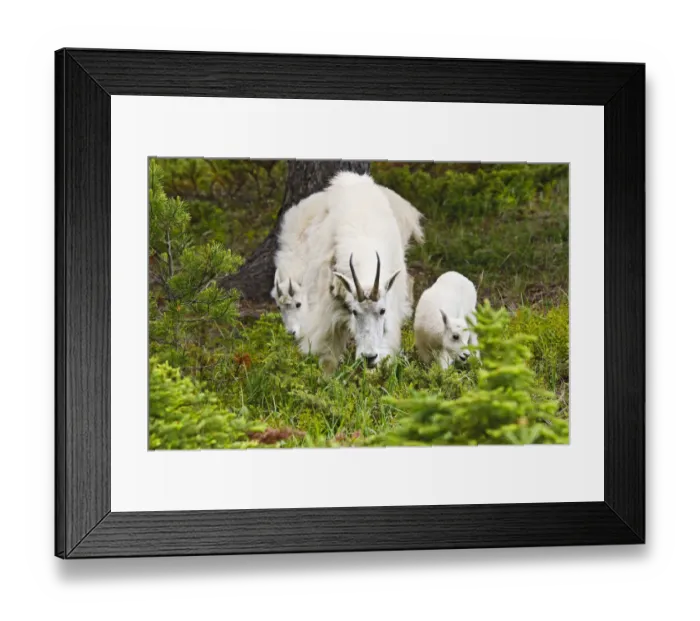 Framed Print : North America, Canada, Alberta, Jasper National Park, Mountain Goat (Oreamnos americanus) female