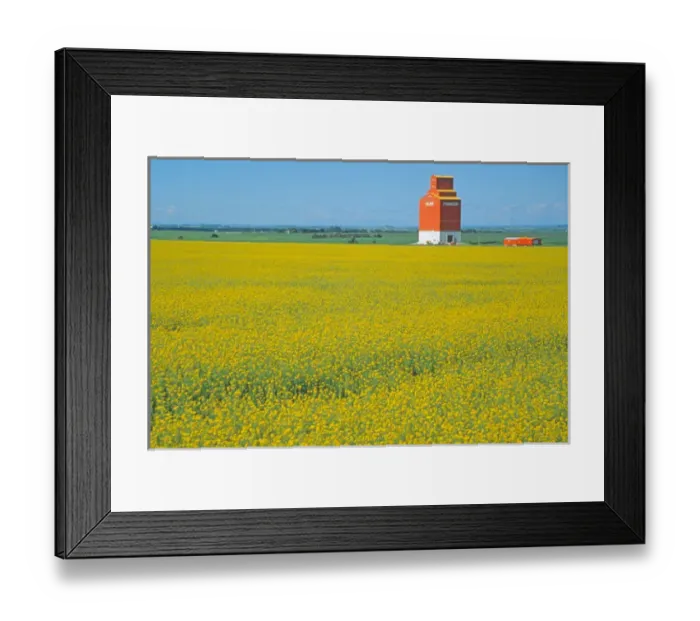 Framed Print : Canada, Alberta, Red Deer, canola flower field Framed Print : Canada, Alberta, Red Deer, canola flower field