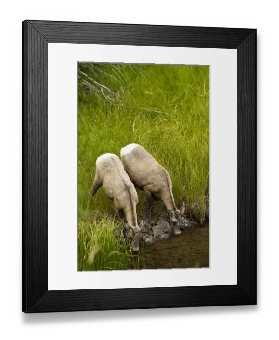 Framed Print : Female big horn sheep in Jasper National Park, Alberta, Canada Framed Print : Female big horn sheep in Jasper National Park, Alberta, Canada
