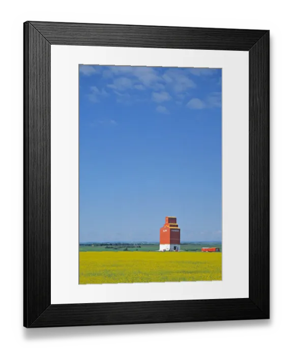 Framed Print : Canada, Alberta, Red Deer, canola flower field Framed Print : Canada, Alberta, Red Deer, canola flower field