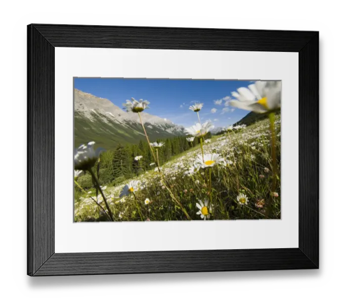 Framed Print : Oxeye daisies, Leucanthemum vulgare, Kananaskis Range, Peter Lougheed Provincial Park Framed Print : Oxeye daisies, Leucanthemum vulgare, Kananaskis Range, Peter Lougheed Provincial Park