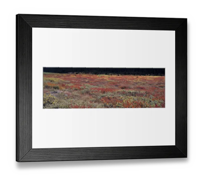 Framed Print : Canada, Alberta, Banff NP. Fall color in the huckleberry patches near the Columbia Framed Print : Canada, Alberta, Banff NP. Fall color in the huckleberry patches near the Columbia