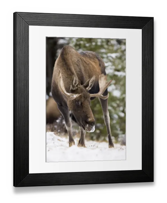 Framed Print : North America, Canada, Alberta, Jasper National Park. Bull Moose Framed Print : North America, Canada, Alberta, Jasper National Park. Bull Moose