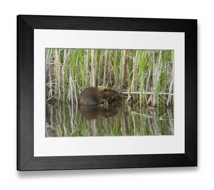 Framed Print : North America, Canada, Alberta, Waterton Lakes National Park. Beaver collecting willows Framed Print : North America, Canada, Alberta, Waterton Lakes National Park. Beaver collecting willows