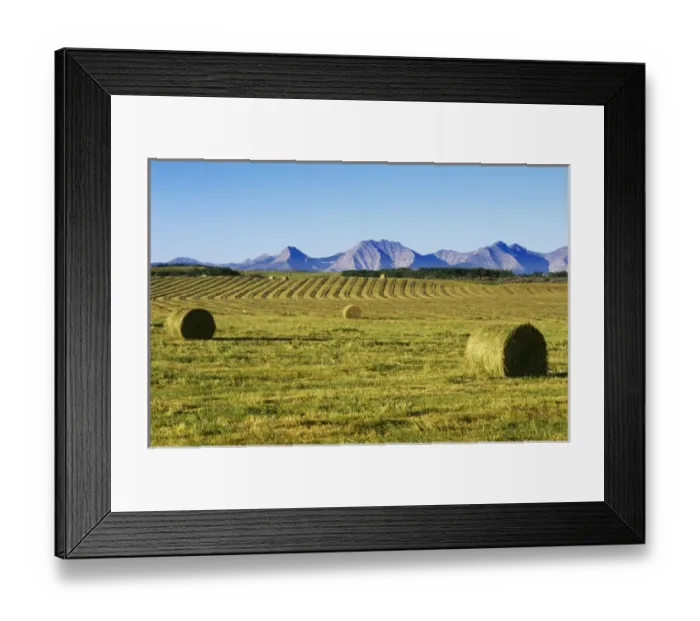 Framed Print : Hay Harvest, Pincher Creek, Alberta, Canada Framed Print : Hay Harvest, Pincher Creek, Alberta, Canada
