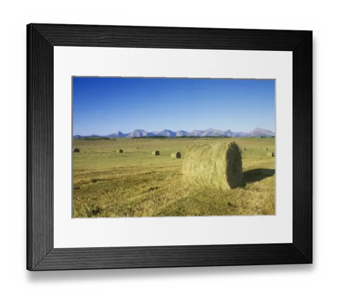 Framed Print : Hay Harvest, Pincher Creek, Alberta, Canada