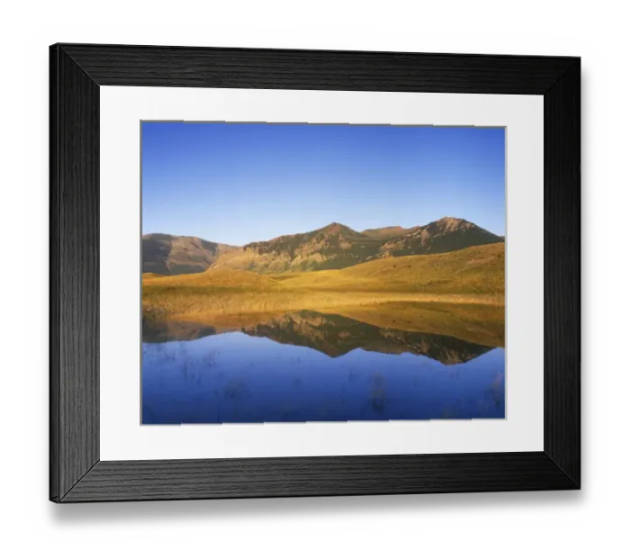Framed Print : Canada, Alberta, Waterton Lakes NP, Bison Padock