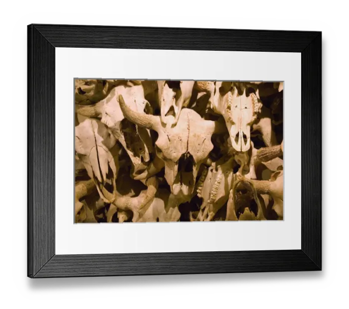 Framed Print : 02. Canada, Alberta, Fort MacLeod: Head Smashed, In Buffalo Jump Centre: Bufalo Skulls