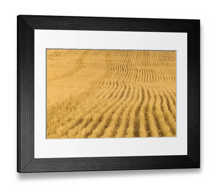 Framed Print : 02. Canada, Alberta, Rosebud: Cut Wheatfield Pattern / Autumn Framed Print : 02. Canada, Alberta, Rosebud: Cut Wheatfield Pattern / Autumn