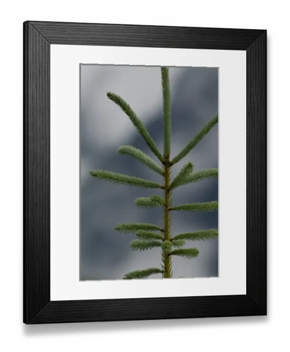 Framed Print : Canada: British Columbia, Mica Dam Road views, young tree (Engelmann Spruce?) against