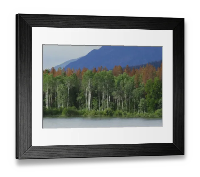 Framed Print : Canada: British Columbia, near Barriere, North Thompson River, aspen trees, dead Framed Print : Canada: British Columbia, near Barriere, North Thompson River, aspen trees, dead