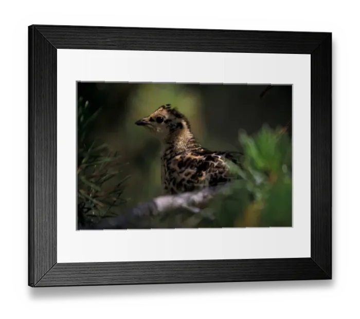 Framed Print : North America, Canada, Banff NP, Ruffed grouse (Bonasa umbellus)