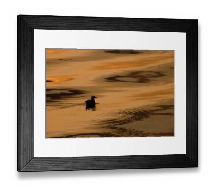 Framed Print : Canada, British Columbia, Inside Passage. Silhouette of seagull floating on waer Framed Print : Canada, British Columbia, Inside Passage. Silhouette of seagull floating on waer