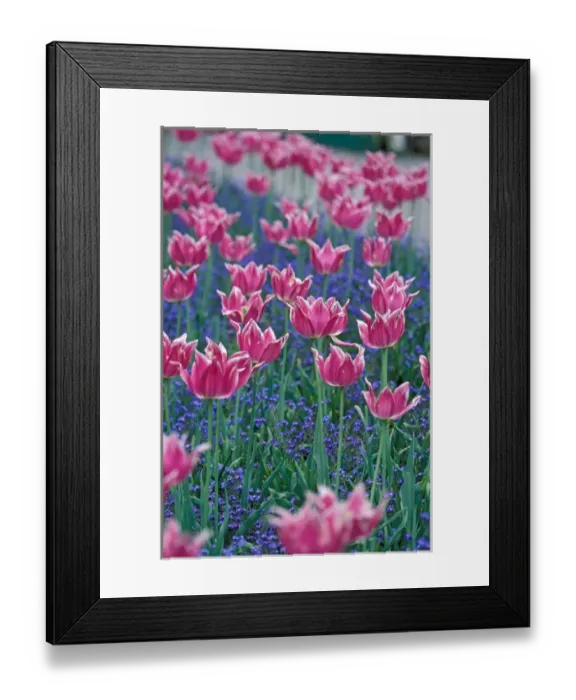 Framed Print : North America, Canada, British Columbia, Victoria, Butchart Gardens. Pink tulips