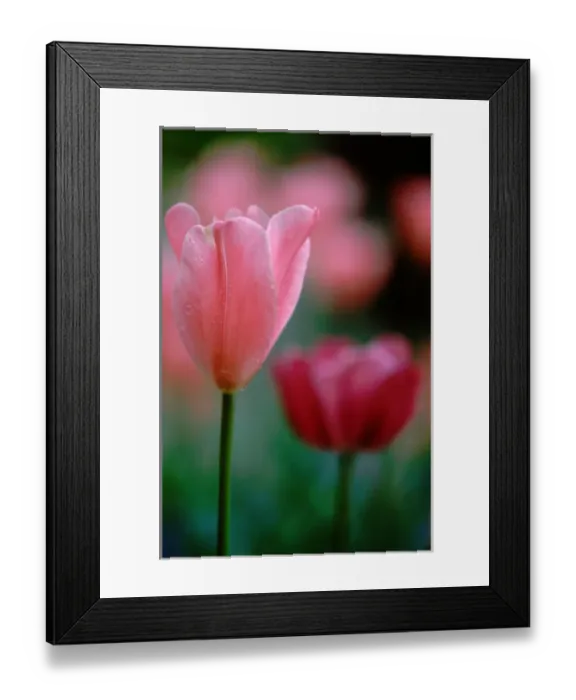 Framed Print : North America, Canada, British Columbia, Vancouver Island, Victoria, Butchart Gardens Framed Print : North America, Canada, British Columbia, Vancouver Island, Victoria, Butchart Gardens