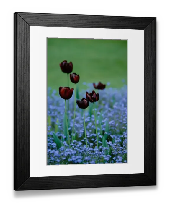 Framed Print : North America, Canada, British Columbia, Vancouver Island, Victoria, Butchart Gardens