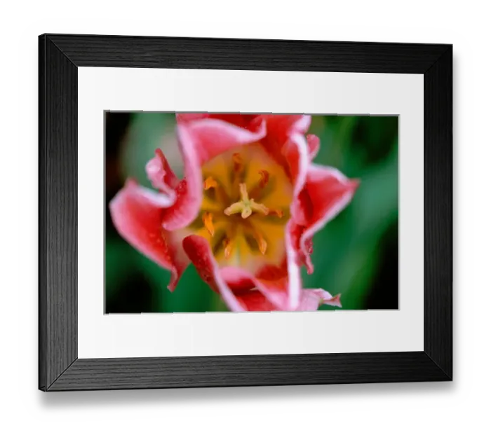 Framed Print : North America, Canada, British Columbia, Vancouver Island, Victoria, Butchart Gardens Framed Print : North America, Canada, British Columbia, Vancouver Island, Victoria, Butchart Gardens