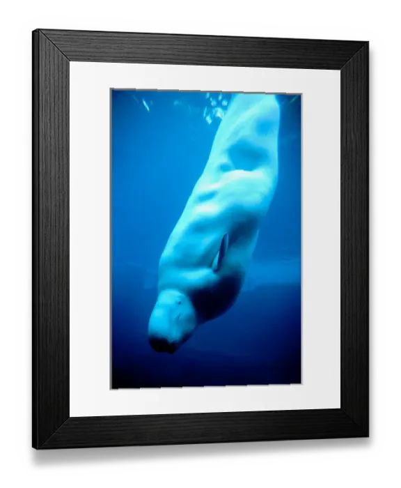 Framed Print : North America, Canada, British Columbia, Vancouver, Vancouver Aquarium, Beluga whale Framed Print : North America, Canada, British Columbia, Vancouver, Vancouver Aquarium, Beluga whale