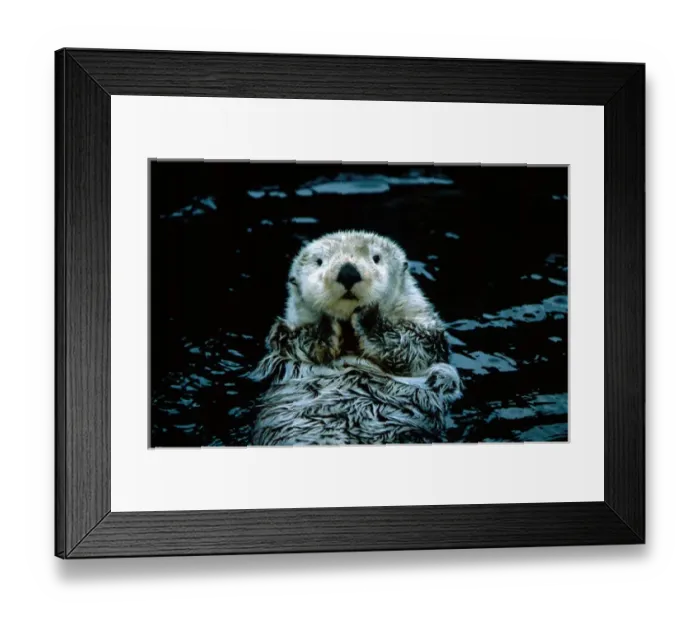 Framed Print : North America, Canada, British Columbia, Vancouver, Vancouver Aquarium, Sea otter