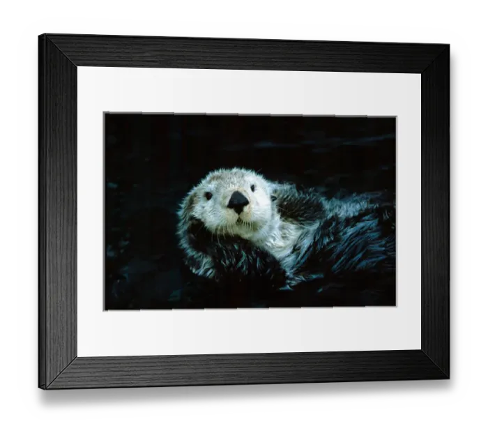 Framed Print : North America, Canada, British Columbia, Vancouver, Vancouver Aquarium, Sea otter Framed Print : North America, Canada, British Columbia, Vancouver, Vancouver Aquarium, Sea otter