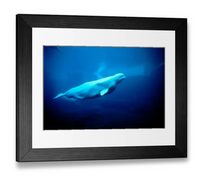 Framed Print : North America, Canada, British Columbia, Vancouver, Vancouver Aquarium, Beluga whales Framed Print : North America, Canada, British Columbia, Vancouver, Vancouver Aquarium, Beluga whales