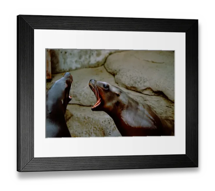 Framed Print : North America, Canada, British Columbia, Vancouver, Vancouver Aquarium. Captive seals