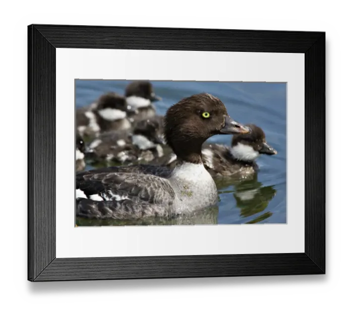 Framed Print : North America, Canada, British Columbia, Lac Le Jeune. Barrows Goldeneye (Bucephala