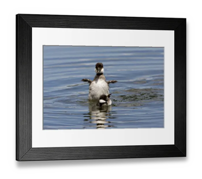 Framed Print : North America, Canada, British Columbia, Lac Le Jeune. Barrows Goldeneye (Bucephala