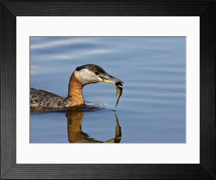 Framed Print : North America, Canada, British Columbia, Logan Lake. Red-necked Grebe (Podiceps grisegena) Framed Print : North America, Canada, British Columbia, Logan Lake. Red-necked Grebe (Podiceps grisegena)
