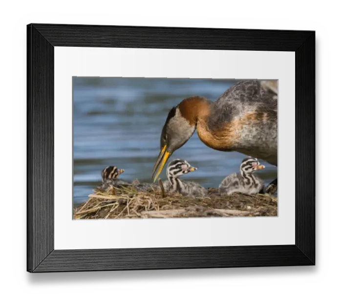 Framed Print : North America, Canada, British Columbia, Logan Lake. Red-necked Grebe (Podiceps grisegena) Framed Print : North America, Canada, British Columbia, Logan Lake. Red-necked Grebe (Podiceps grisegena)