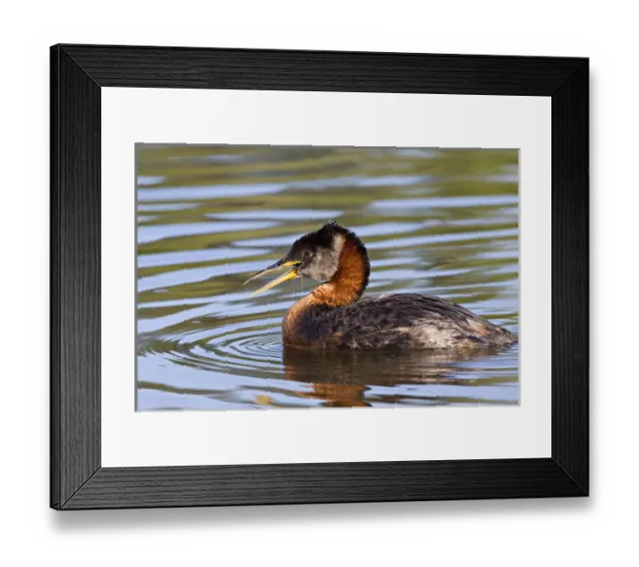 Framed Print : North America, Canada, British Columbia, Logan Lake. Red-necked Grebe (Podiceps grisegena)